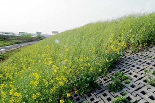 <b>护坡砖 (15)</b>